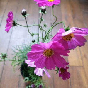 flowers